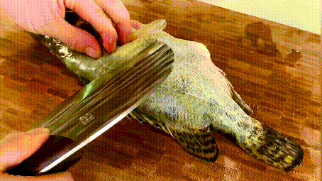 清蒸桂魚的做法視頻,清蒸桂魚的家常做法 清蒸桂魚的做法視頻