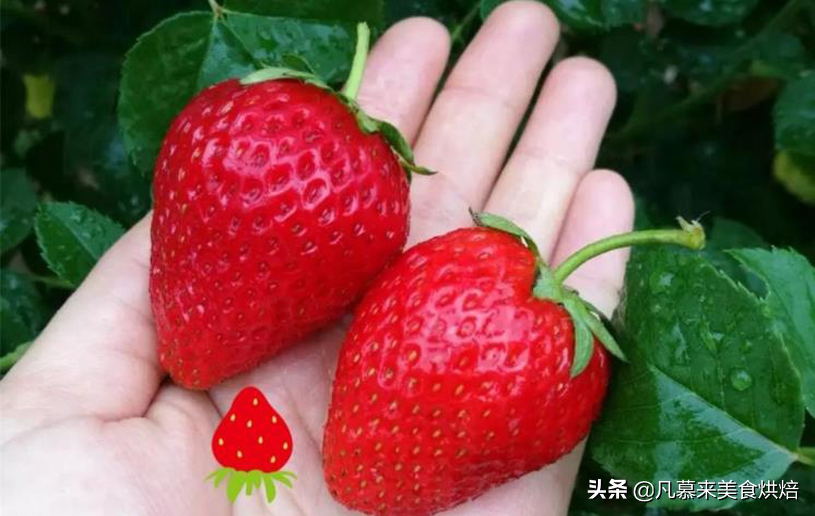 24种常见草莓品种，中国20大草莓产地？哪里的草莓最好吃？