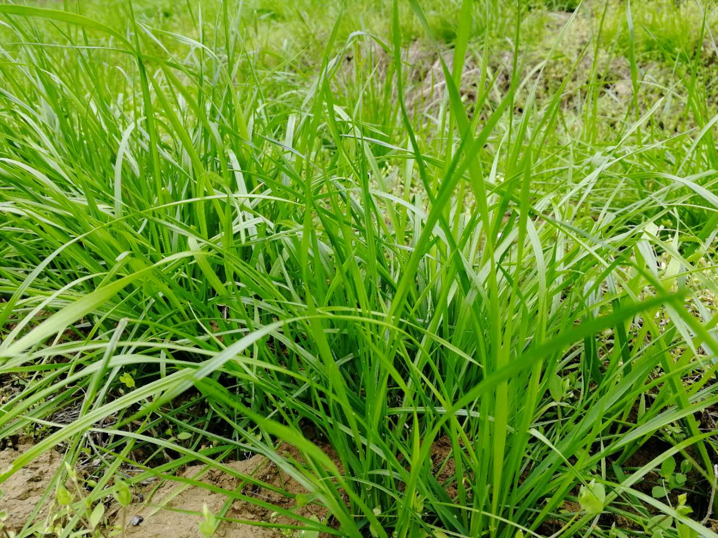 山中野草逢春绿，春风不知杨柳荫，春天的大山真的美不胜收