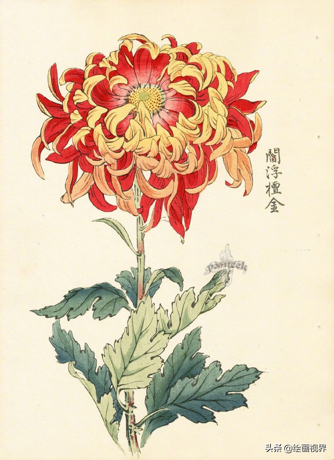 菊花的各种画法：9种常见菊花示范稿教你画，简单易学，收藏学习