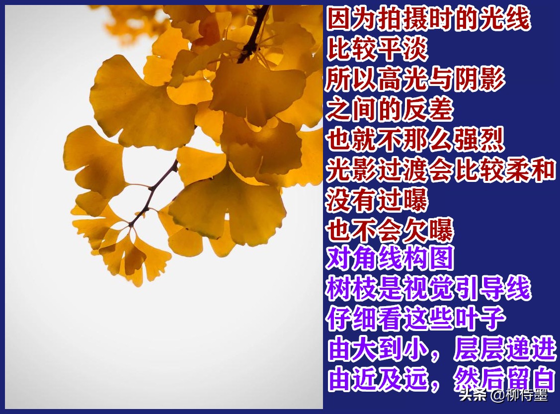 拍摄漂亮的“一叶知秋”，留下秋天的多姿多彩，摄影技巧学起来