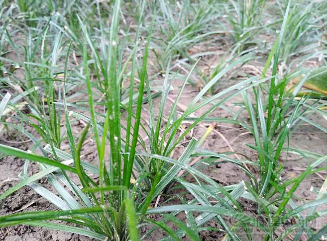 产地快讯：虎杖、百部、黄柏、地骨皮、茵陈、骨碎补贡菊...2.19