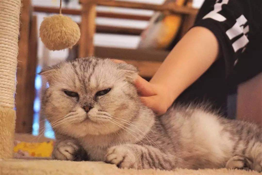 猫咪拉稀什么原因？猫咪拉稀该怎么做？