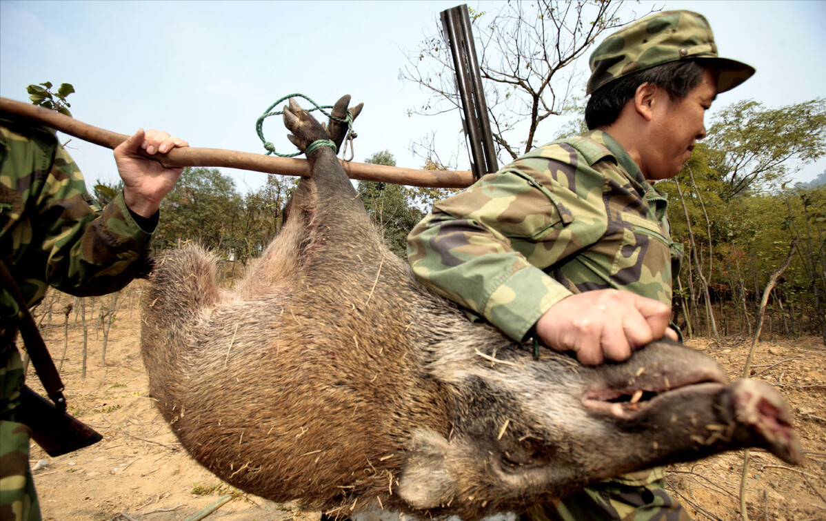10元一斤回收！安徽金寨“批捕”野猪，猎捕为啥不是越多越好？