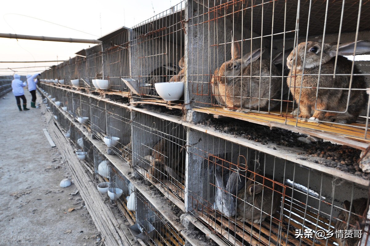 农村果园建围栏圈养野兔,前景如何