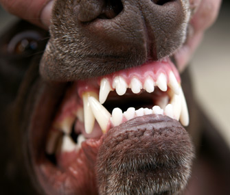 「宠物健康」给狗狗清洁牙垢的最好方法