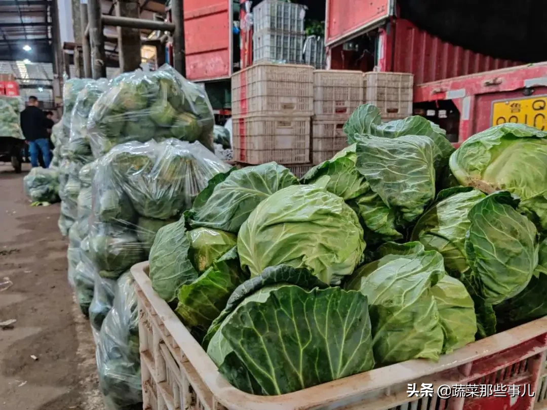 甘蓝、薄皮椒、芸豆、丝瓜、牛心菜价格下降，近期恐难涨