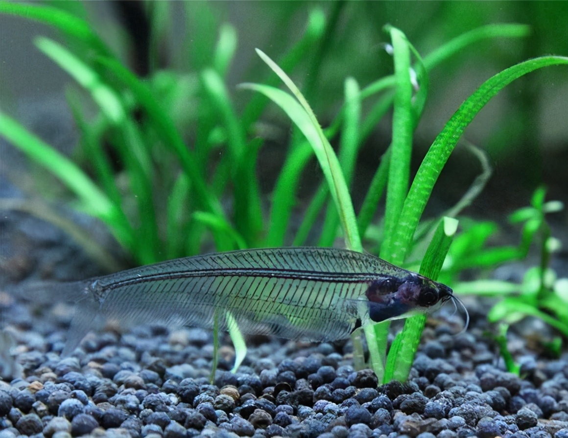 觀賞魚的種類圖片,觀賞魚的種類圖片和名字