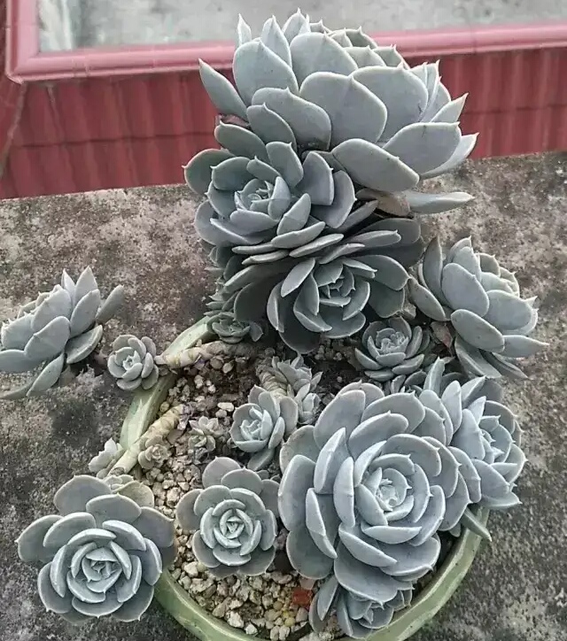 鲁氏蓝石莲多肉_石莲花属多肉 - 云林新闻励志网