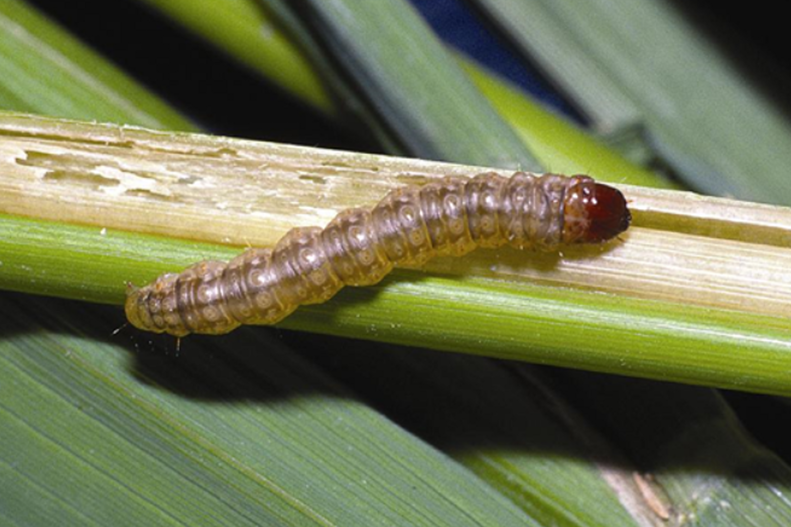 防与治相结合,让玉米螟无处藏身