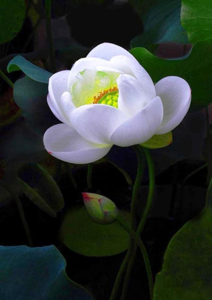 700_992竖版 竖屏