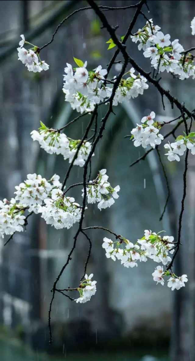 《怀念父亲》七言绝句八首