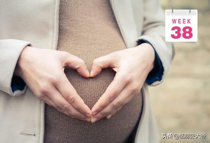 1至40周胎儿发育过程图