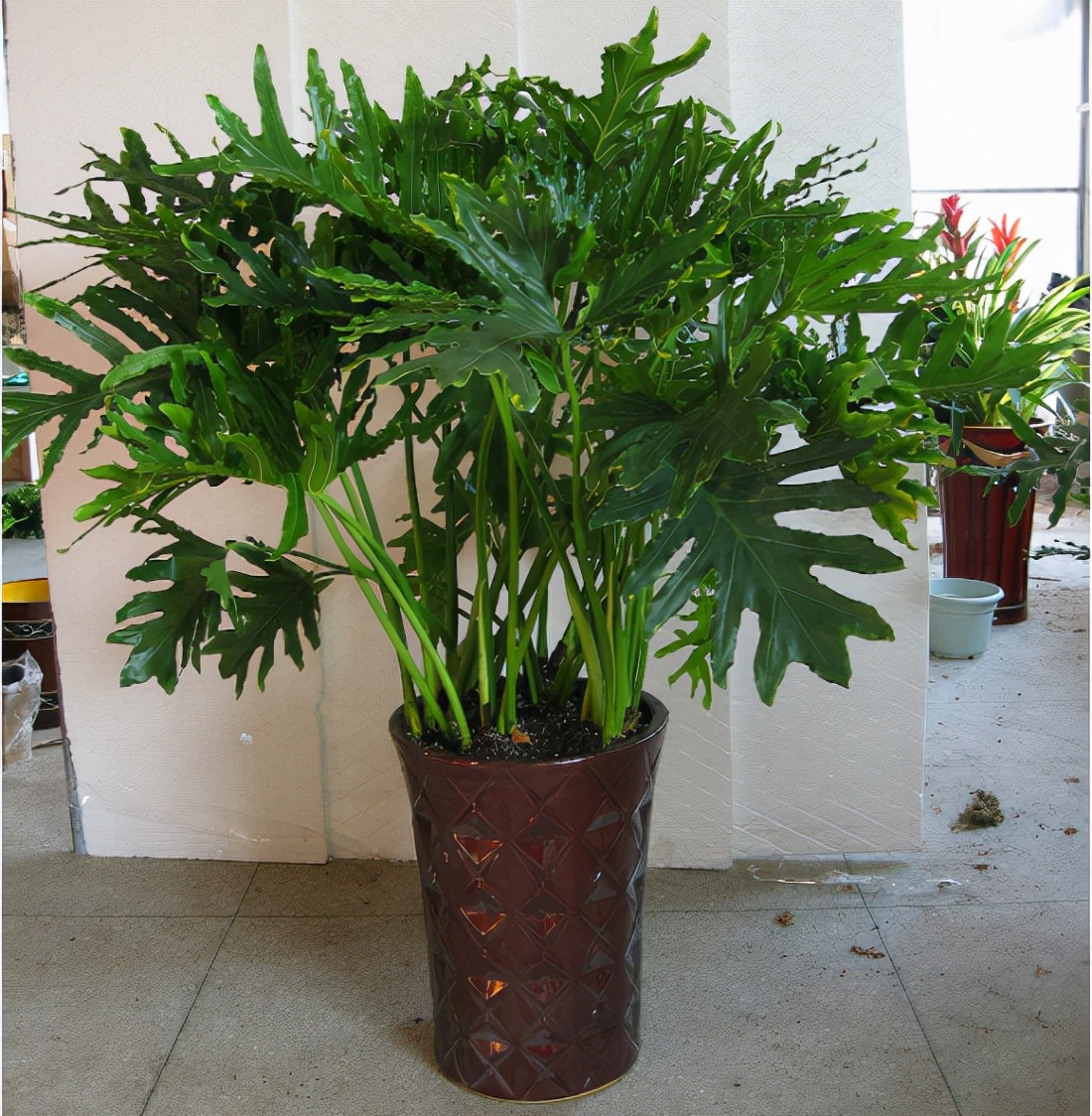 5种“健康花”，客厅一放大气高档，毒气吸光，养人家又旺