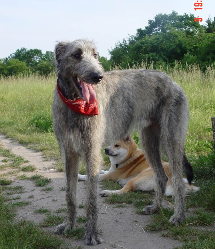 训犬师也不知道的秘密：猎犬并不“打猎”