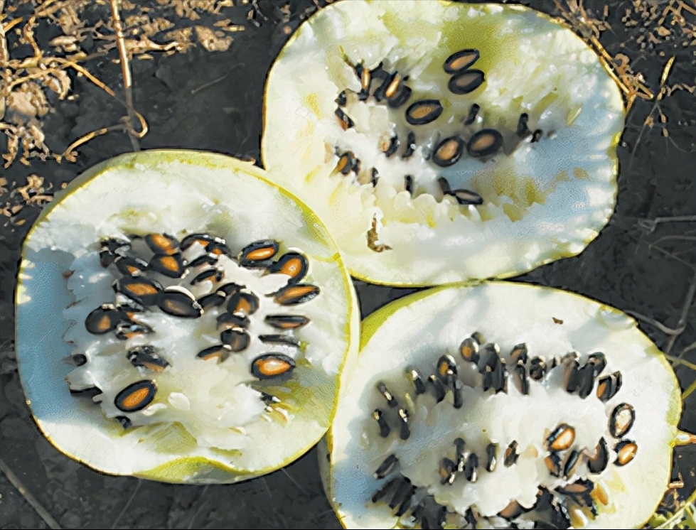 二,最普及的瓜子:西瓜子