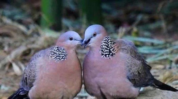 斑鸠吃什么食物(简单几步轻松养好野生斑鸠)