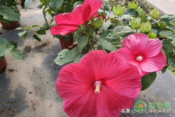 芙蓉花的花语是什么？芙蓉花要怎么盆栽养护？