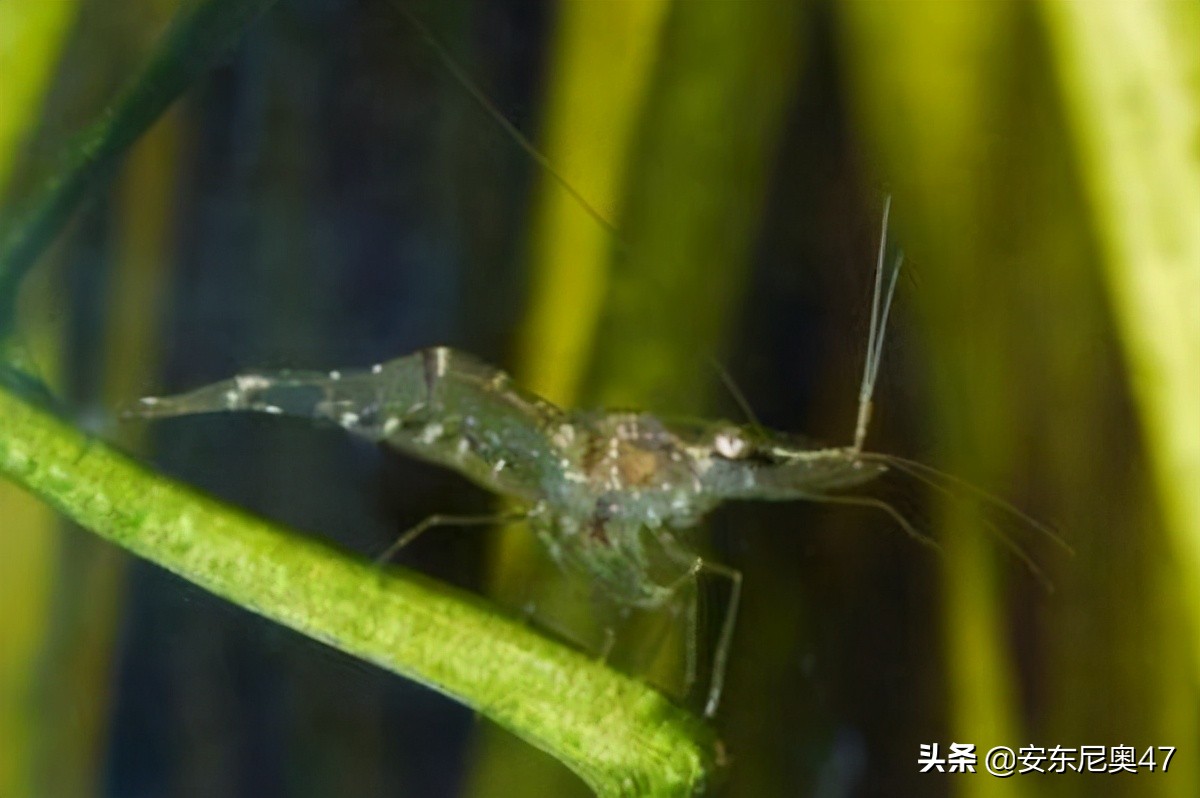 幽灵虾可以吃吗（一种通体透明的海洋生物）