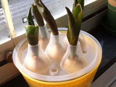 水培的养殖方法