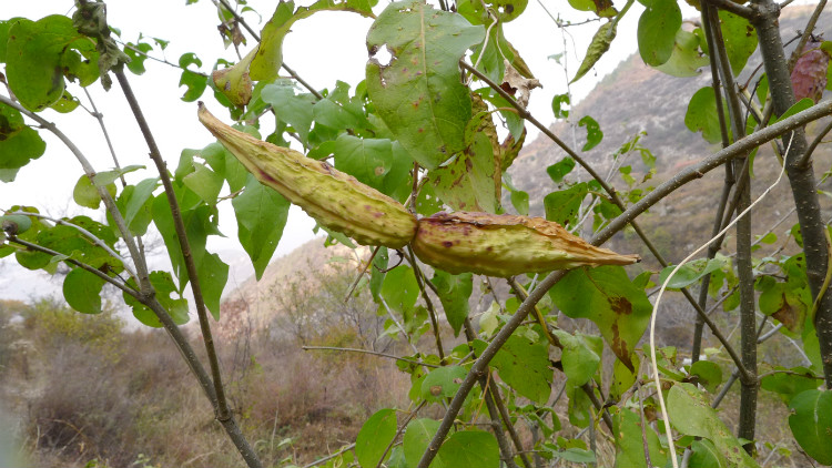 老瓜瓢的功效与作用老瓜瓢的功效与作用