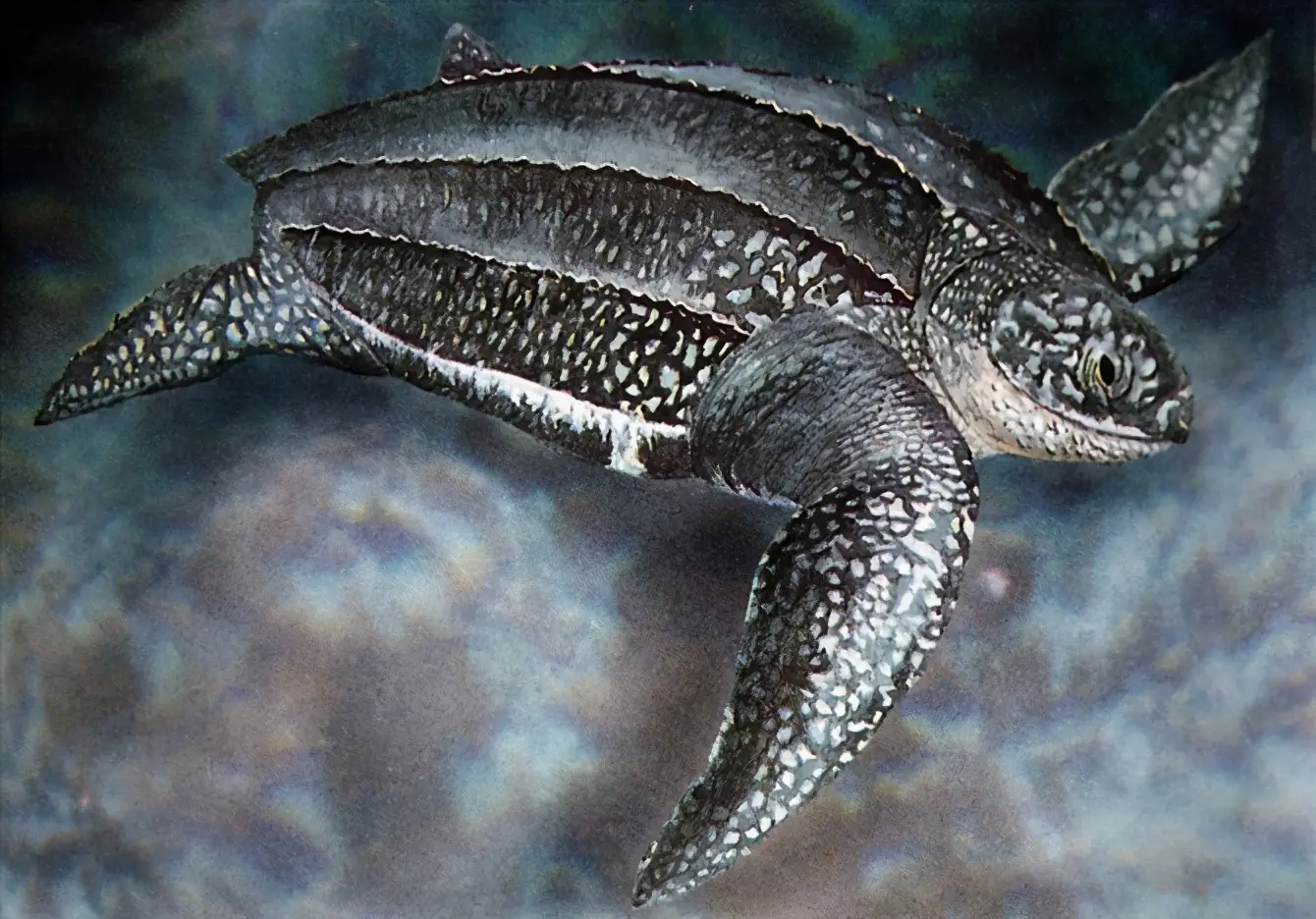 乌龟的种类图片及名称（乌龟的品种图片）