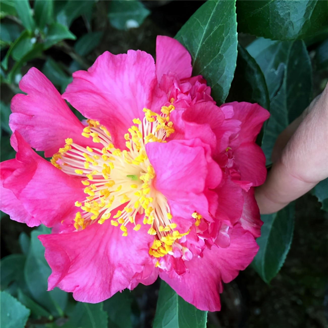 香茶花品種圖片名稱大全(盤點3種芬芳撲鼻的香茶花)