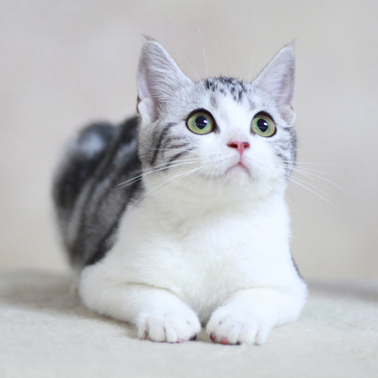 美短猫吃什么猫粮比较好？