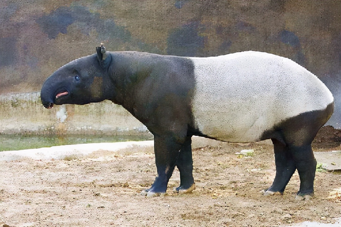 與白色水生無脊椎動物相比,純黑色無脊椎動物較少,大多數種類是一些棘