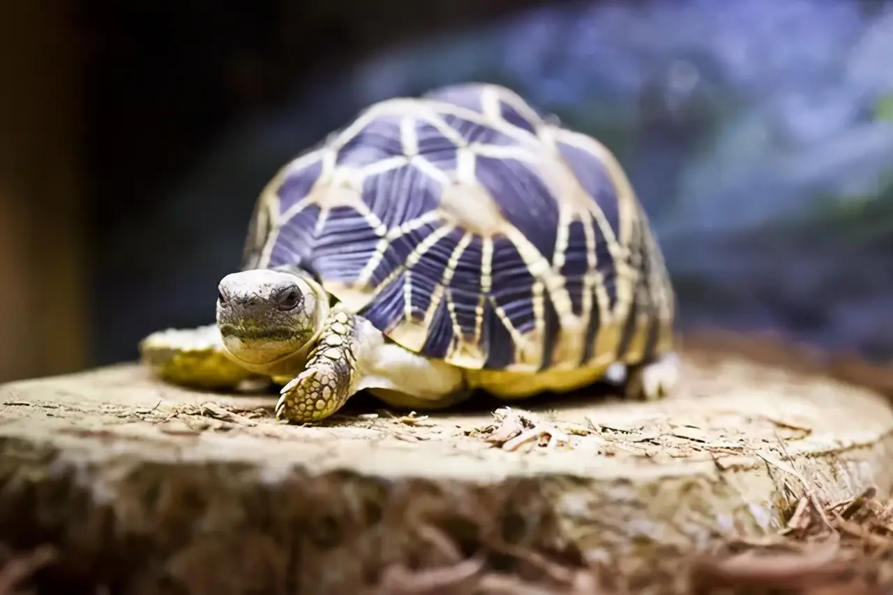 乌龟的种类图片及名称（乌龟的品种图片）