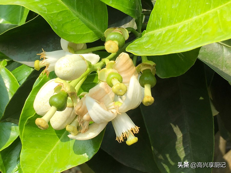 柚子不分公母！买柚子，记住“6买6不买”，皮薄肉多甜度高