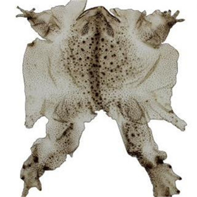 蟾衣價(jià)格,蟾衣價(jià)格表