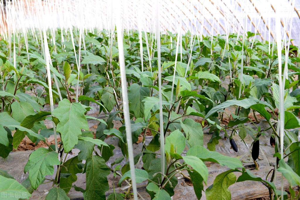 茄子怎么种植才能高产（种植茄子的正确步骤分享）