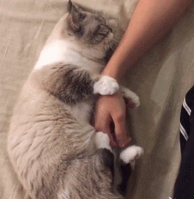 养猫必备小药箱：这些药物效果更好，但不会有人告诉你
