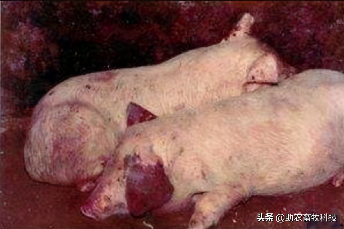 非瘟的症状及表现猪（非洲猪瘟的临床症状及快速净化技术）