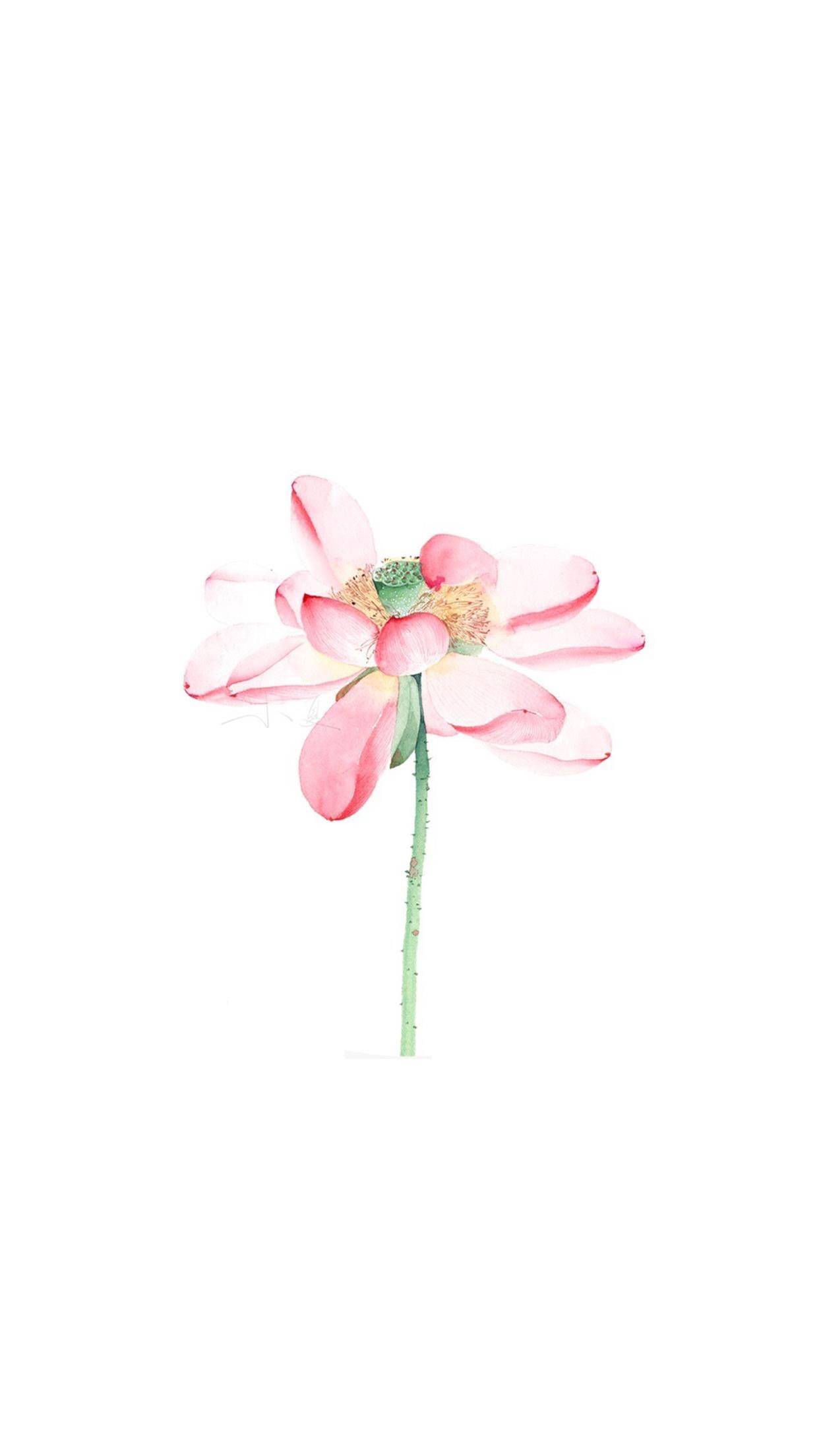 清新简约莲花系列壁纸