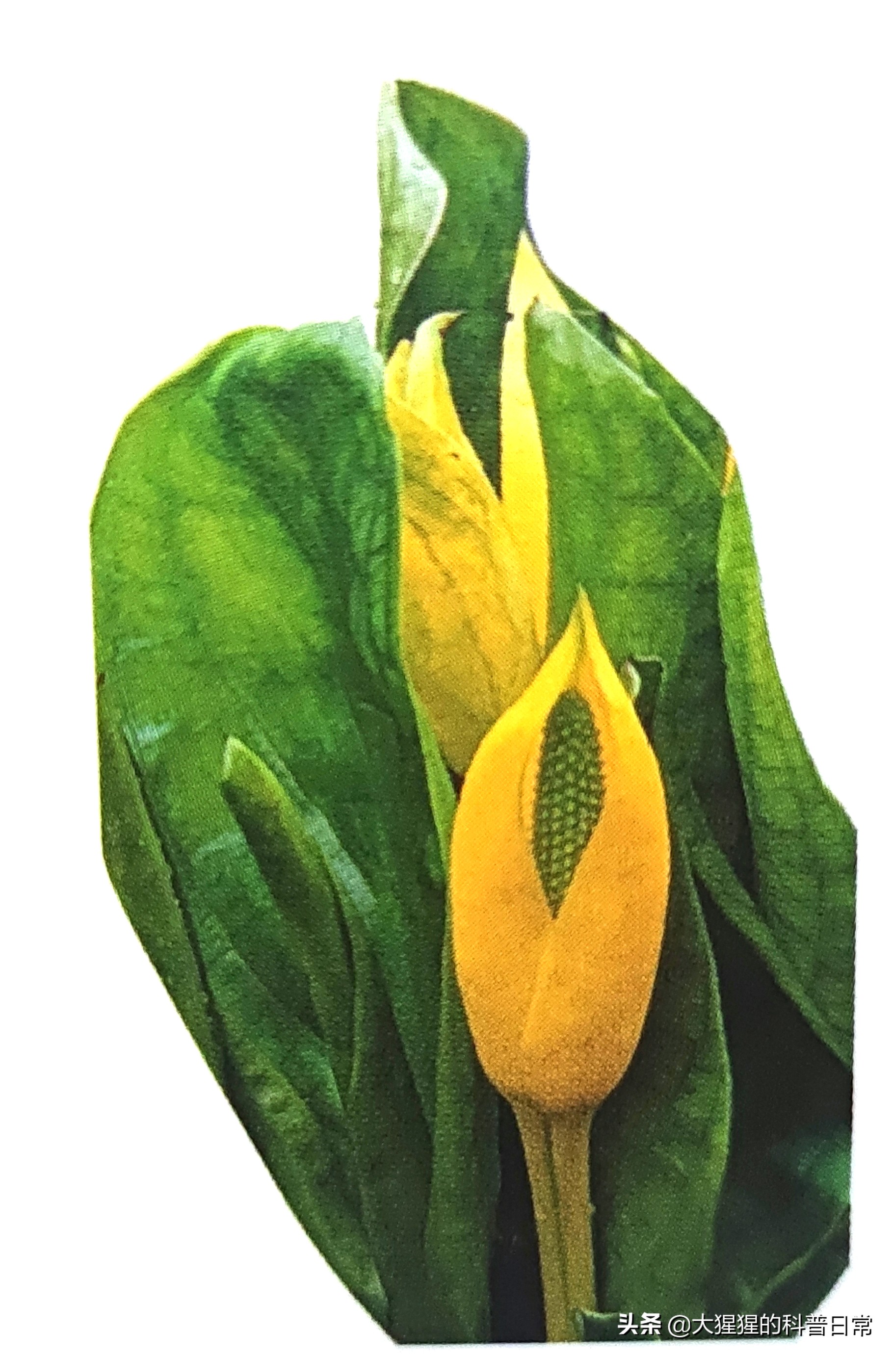 单子叶植物有哪些有花单子叶植物