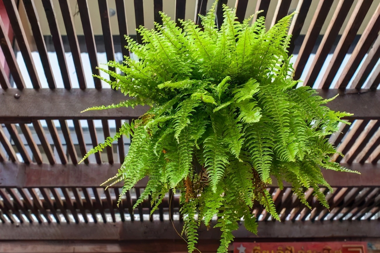很容易打理的几种观赏蕨类盆栽,叶子翠绿茂密