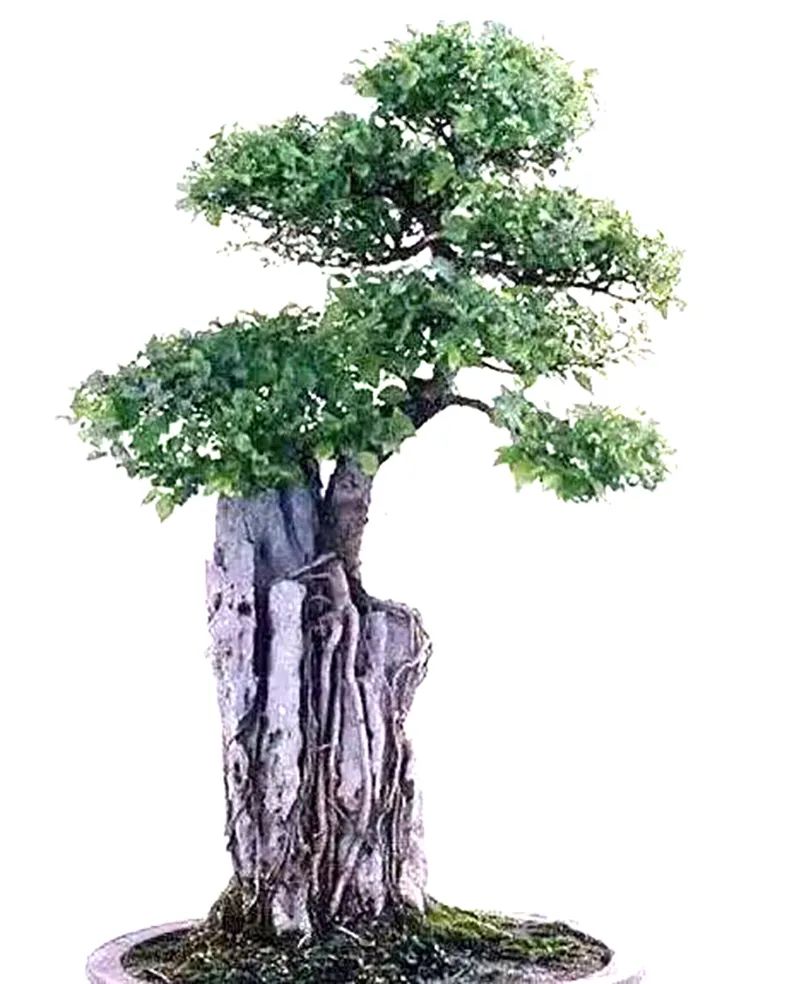 树木盆景6个呵护措施，既保证生长发育，亦维持观赏价值