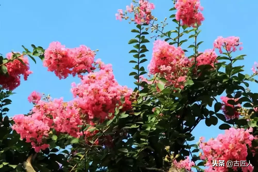 万紫千红的百花汇（百花汇中富含诗意的花）