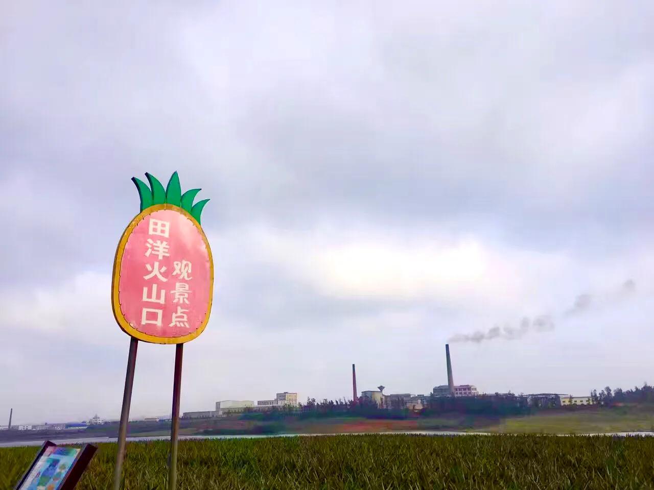 菠萝的海，香飘四海，来这里看广东最美的田园风光
