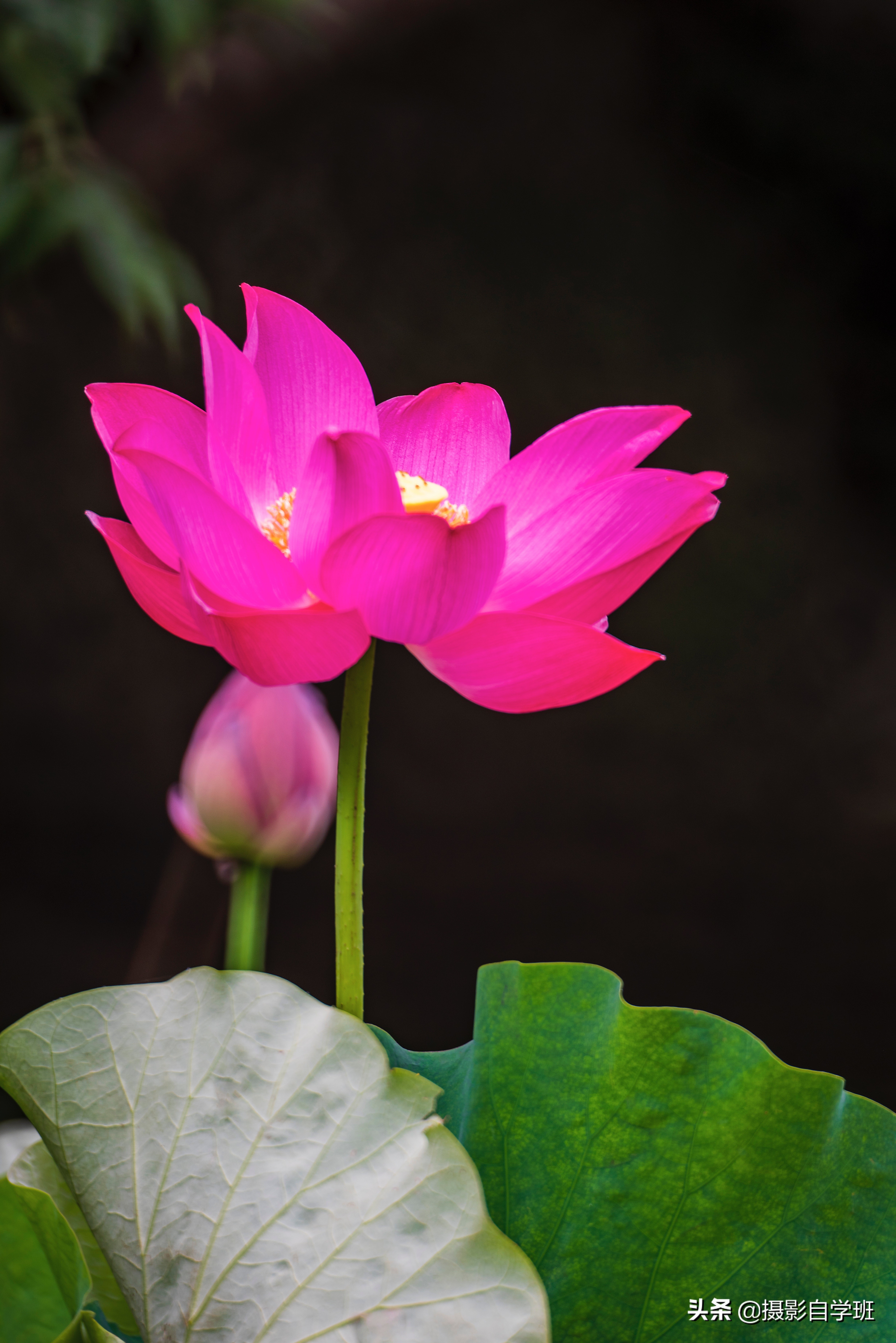 莲花的图片(用9组荷花对比照片) - 赤虎壹号