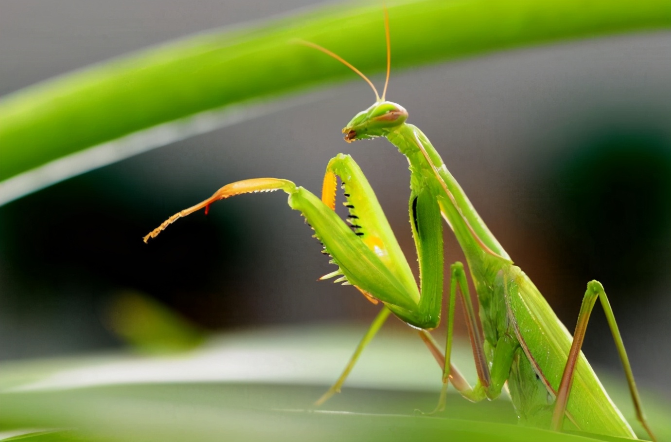 芒种 | 螳螂应节而生,十首有关螳螂的诗词,催人起五更
