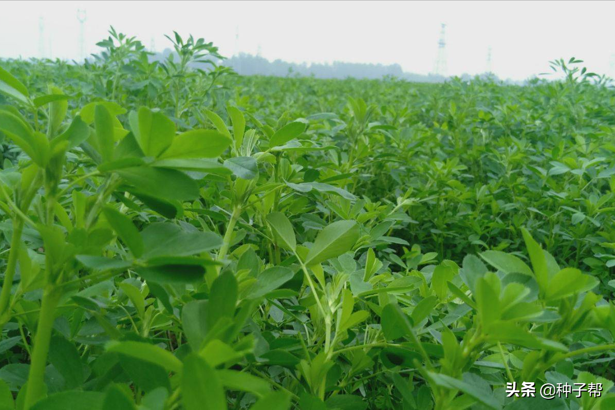 分享牧草高產(chǎn)訣竅？做好這幾點(diǎn)，年年豐收，一年收割好幾次