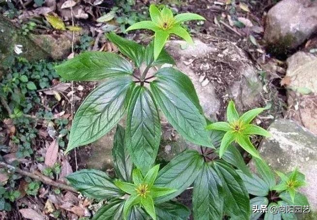 叫不出名字,对于它们的功效自然也是不清楚的,尤其是分不清毒草和良药