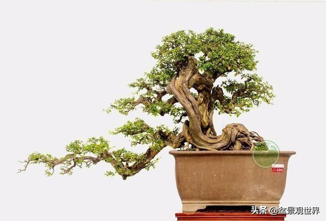 十大功劳盆景及其分类：观叶、观花、观果、观干、观根五大类型