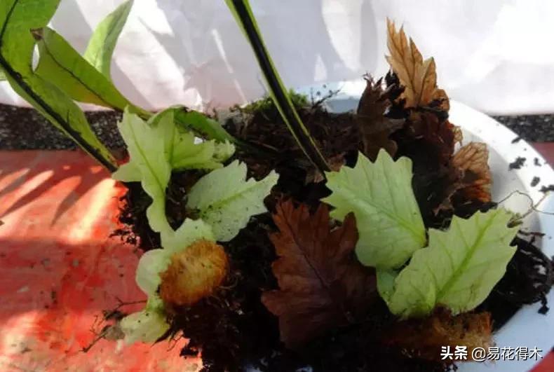 蕨类植物｜槲蕨生长奇特，倩丽高雅，如何栽培养护？