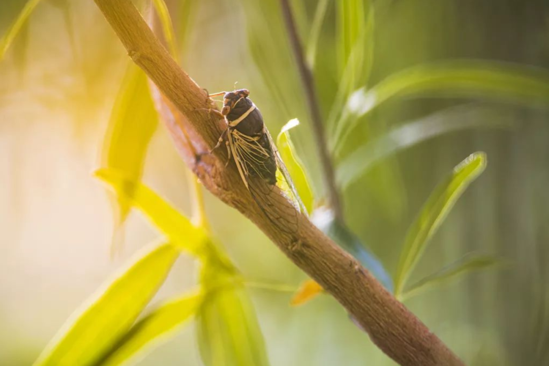 描写蝉和夏天的优美句子