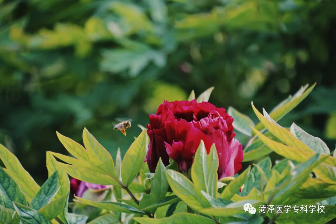 菏泽医学专科学校牡丹，又是姹紫嫣红开遍