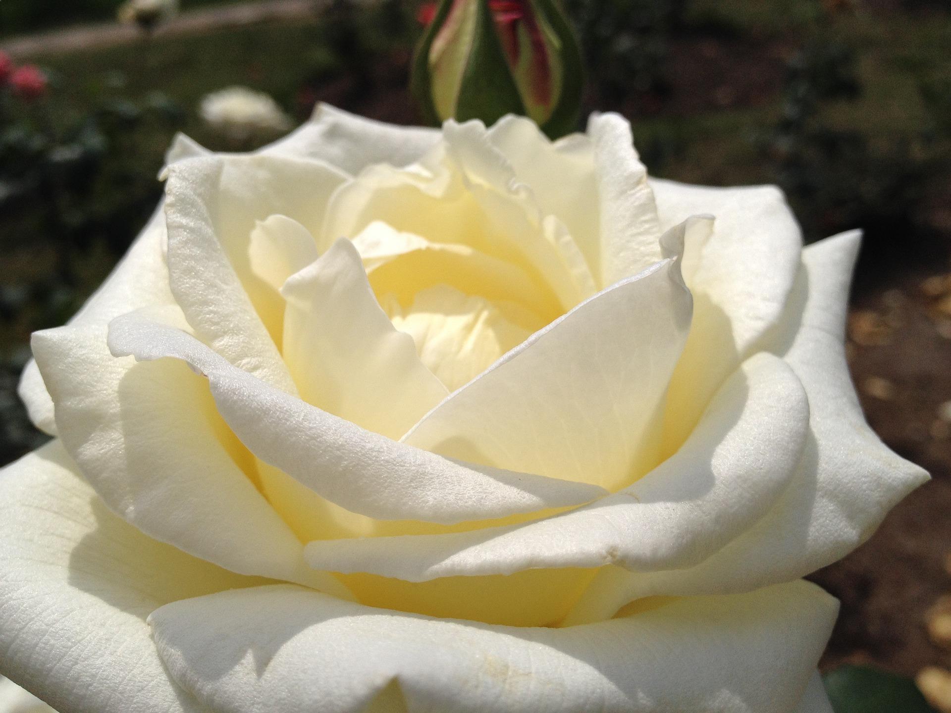 八种著名的玫瑰花，她们的名字，以及颜色包含的寓意